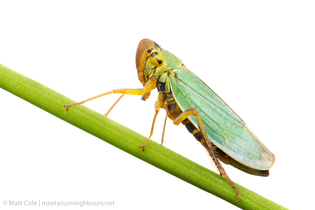 MYN Leafhopper Cicadella viridis